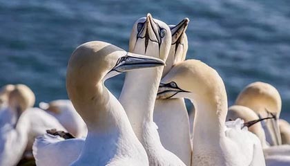 邦本宜裕：非常高兴能和铁人续约，希望大家能继续为我们加油